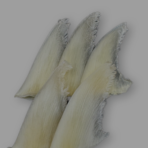 魚翅